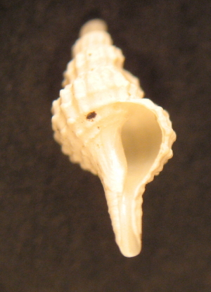 Trophonopsis muricatus